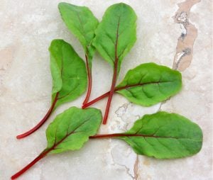Kırmızı saplı pazı tohumu red chard beta vulgaris
