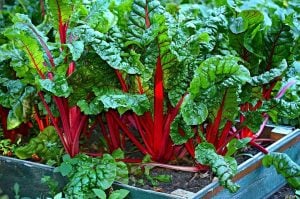 Kırmızı saplı pazı tohumu red chard beta vulgaris
