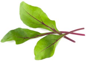 Kırmızı saplı pazı tohumu red chard beta vulgaris