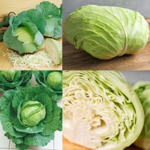 Flat Dutch erkenci yassı dolmalık lahana tohumu