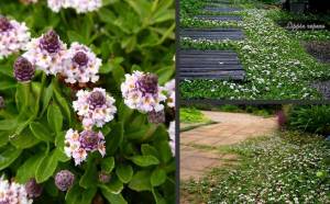 Lippia repens fidesi çiçekli libya çimi yerörtücü hızlı kapatır 3 jumbo fide