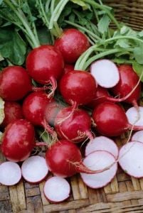 Şampiyon turp tohumu geleneksel radish champion