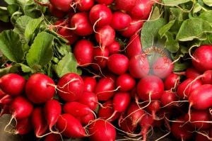 Şampiyon turp tohumu geleneksel radish champion