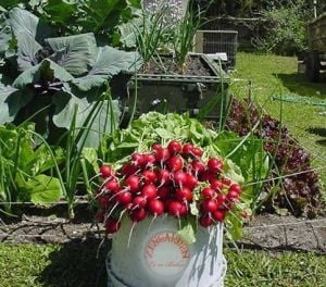 Şampiyon turp tohumu geleneksel radish champion