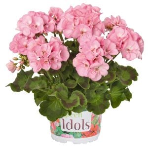 Appleblossom sardunya fidesi pelargonium green idols 7 yada 9 cm saksıda