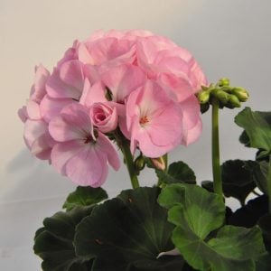 Appleblossom sardunya fidesi pelargonium green idols 7 yada 9 cm saksıda
