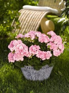 Appleblossom sardunya fidesi pelargonium green idols 7 yada 9 cm saksıda