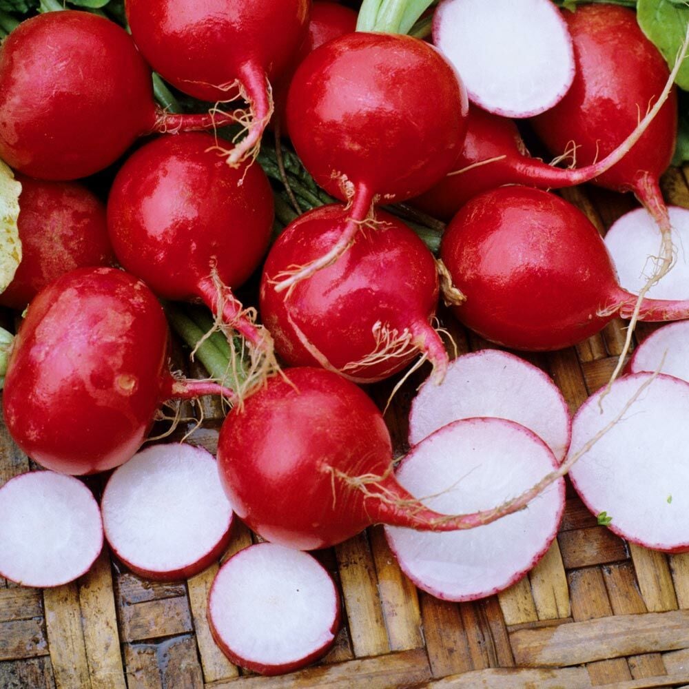 Şampiyon turp tohumu geleneksel radish champion