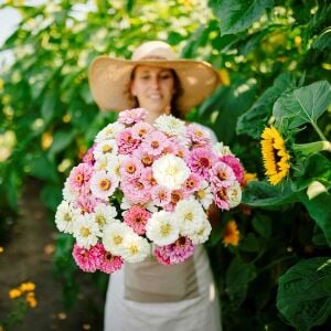 Isn't This Romantic karışım zinnia tohumu kirli hanım çiçeği zinya