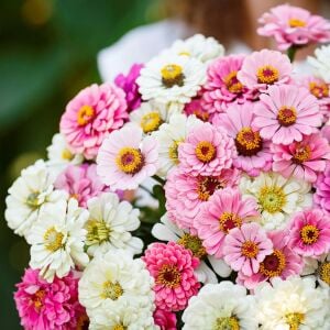 Isn't This Romantic karışım zinnia tohumu kirli hanım çiçeği zinya