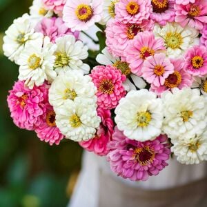 Isn't This Romantic karışım zinnia tohumu kirli hanım çiçeği zinya