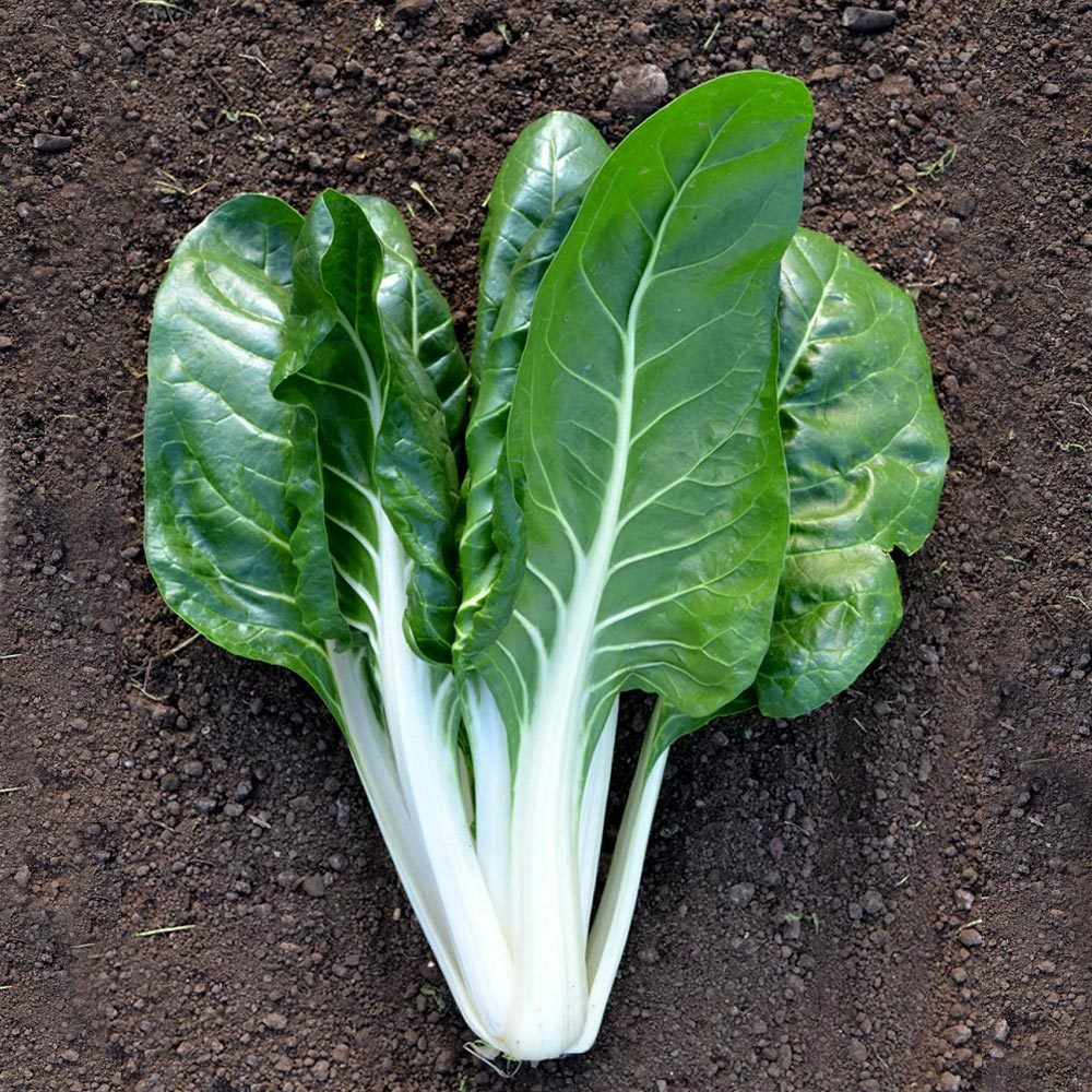 Bodur pazı tohumu barese swiss chard beta vulgaris