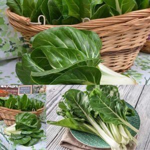 Bodur pazı tohumu barese swiss chard beta vulgaris