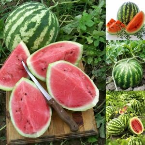Kaliforniya kan karpuzu tohumu geleneksel watermelon crimson sweet