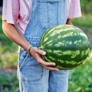 Kaliforniya kan karpuzu tohumu geleneksel watermelon crimson sweet