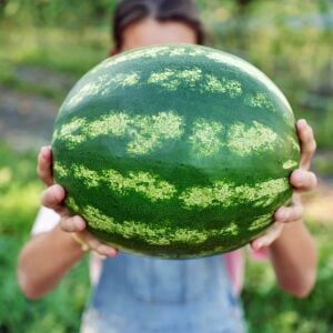 Kaliforniya kan karpuzu tohumu geleneksel watermelon crimson sweet