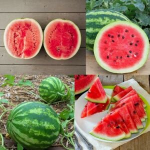 Kaliforniya kan karpuzu tohumu geleneksel watermelon crimson sweet