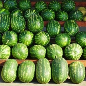 Kaliforniya kan karpuzu tohumu geleneksel watermelon crimson sweet