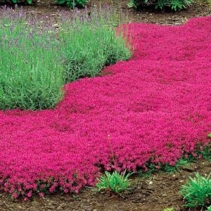 Kırmızı çiçekli yerörtücü kekik thymus praecox red carpet