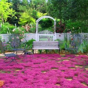 Kırmızı çiçekli yerörtücü kekik thymus praecox red carpet