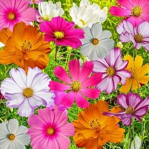 Kozmos Delisi cosmos çiçek tohumu karışımı Crazy For Cosmos