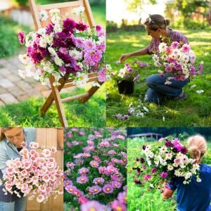 Kozmos Delisi cosmos çiçek tohumu karışımı Crazy For Cosmos