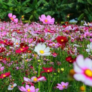 Kozmos Delisi cosmos çiçek tohumu karışımı Crazy For Cosmos