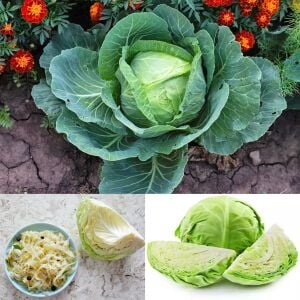 Danimarka top kafa atalık yemeklik lahana tohumu