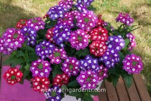 Mavi gözlü sarkan mine çiçeği fidesi verbena samira blue w. eye