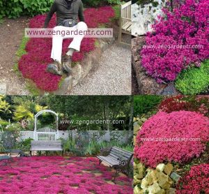 Kırmızı çiçekli yerörtücü kekik thymus praecox red carpet