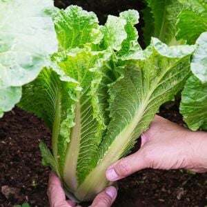 Michihili Atalık lahana tohumu dikine baş yapan