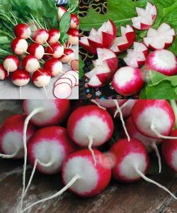 Kırmızı beyaz turp tohumu geleneksel radish sparkler