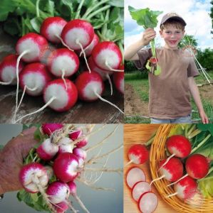 Kırmızı beyaz turp tohumu geleneksel radish sparkler