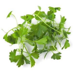 Çorba ve çeşni yaprak kereviz tohumu leaf celery