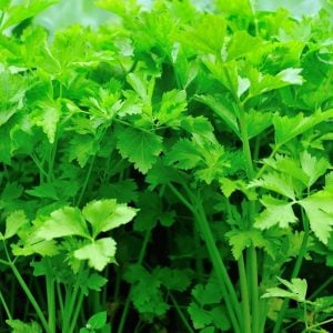 Çorba ve çeşni yaprak kereviz tohumu leaf celery