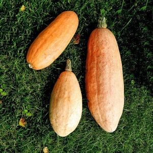 Pastila Shampan Atalık kışlık kabak tohumu