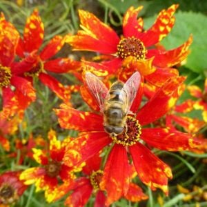 Radiana Tigrina Kızgözü çiçeği tohumu coreopsis