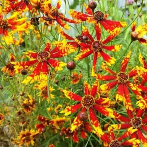 Radiana Tigrina Kızgözü çiçeği tohumu coreopsis