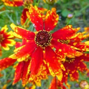Radiana Tigrina Kızgözü çiçeği tohumu coreopsis