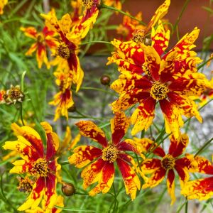 Radiana Tigrina Kızgözü çiçeği tohumu coreopsis