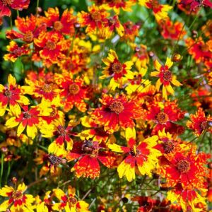 Radiana Tigrina Kızgözü çiçeği tohumu coreopsis