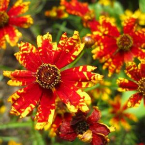 Radiana Tigrina Kızgözü çiçeği tohumu coreopsis