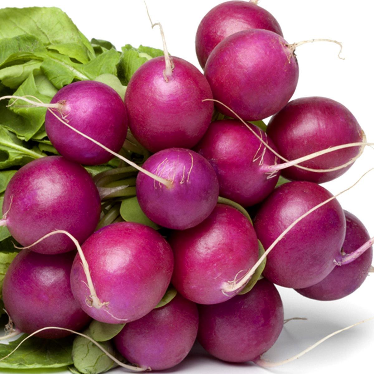 Mor turp tohumu geleneksel radish purple plum