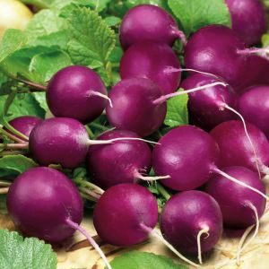 Mor turp tohumu geleneksel radish purple plum