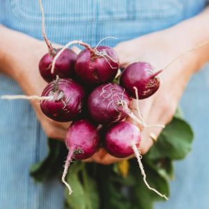 Mor turp tohumu geleneksel radish purple plum