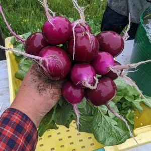 Mor turp tohumu geleneksel radish purple plum