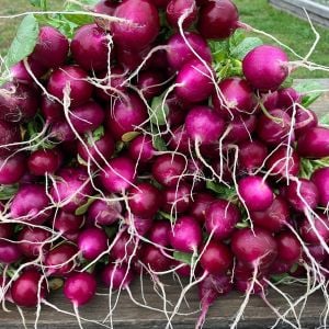 Mor turp tohumu geleneksel radish purple plum