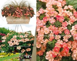 Şeftali sarkan mine çiçeği fidesi verbena samira peach