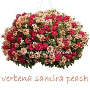 Şeftali sarkan mine çiçeği fidesi verbena samira peach