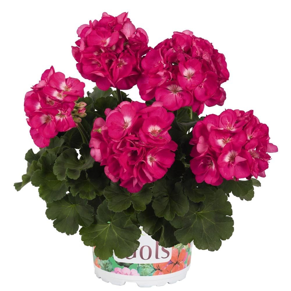 Menekşe sardunya fidesi pelargonium grandeur violet splash